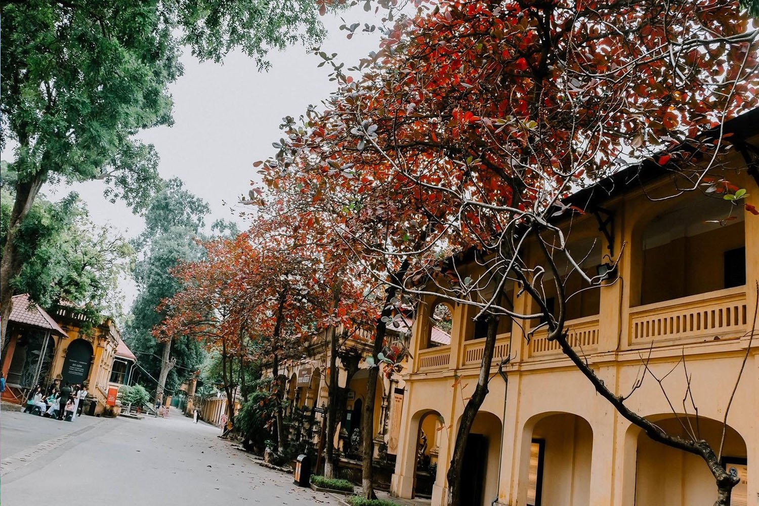 Pho Co Ha Noi 1